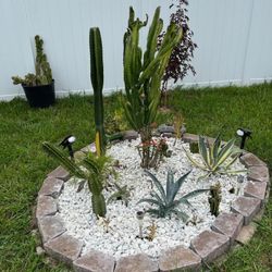 Cactus Gardens Do It Yourself Or Installed Deltona & Mt  Dora, FL