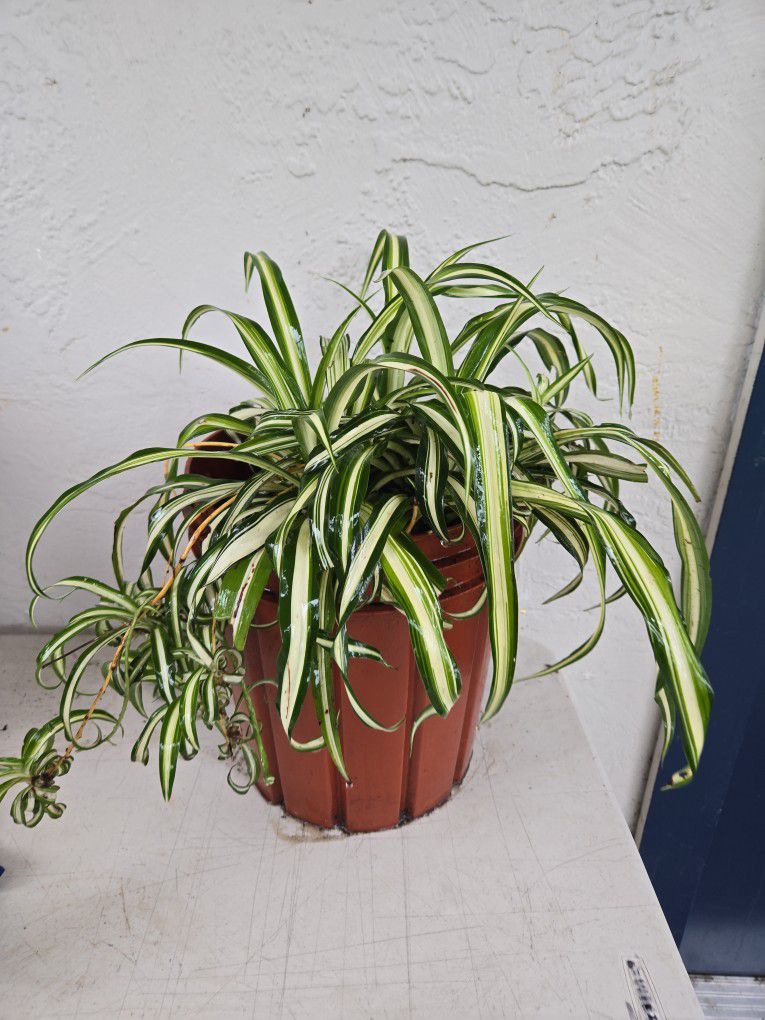$15. Spider Plant 🪴 