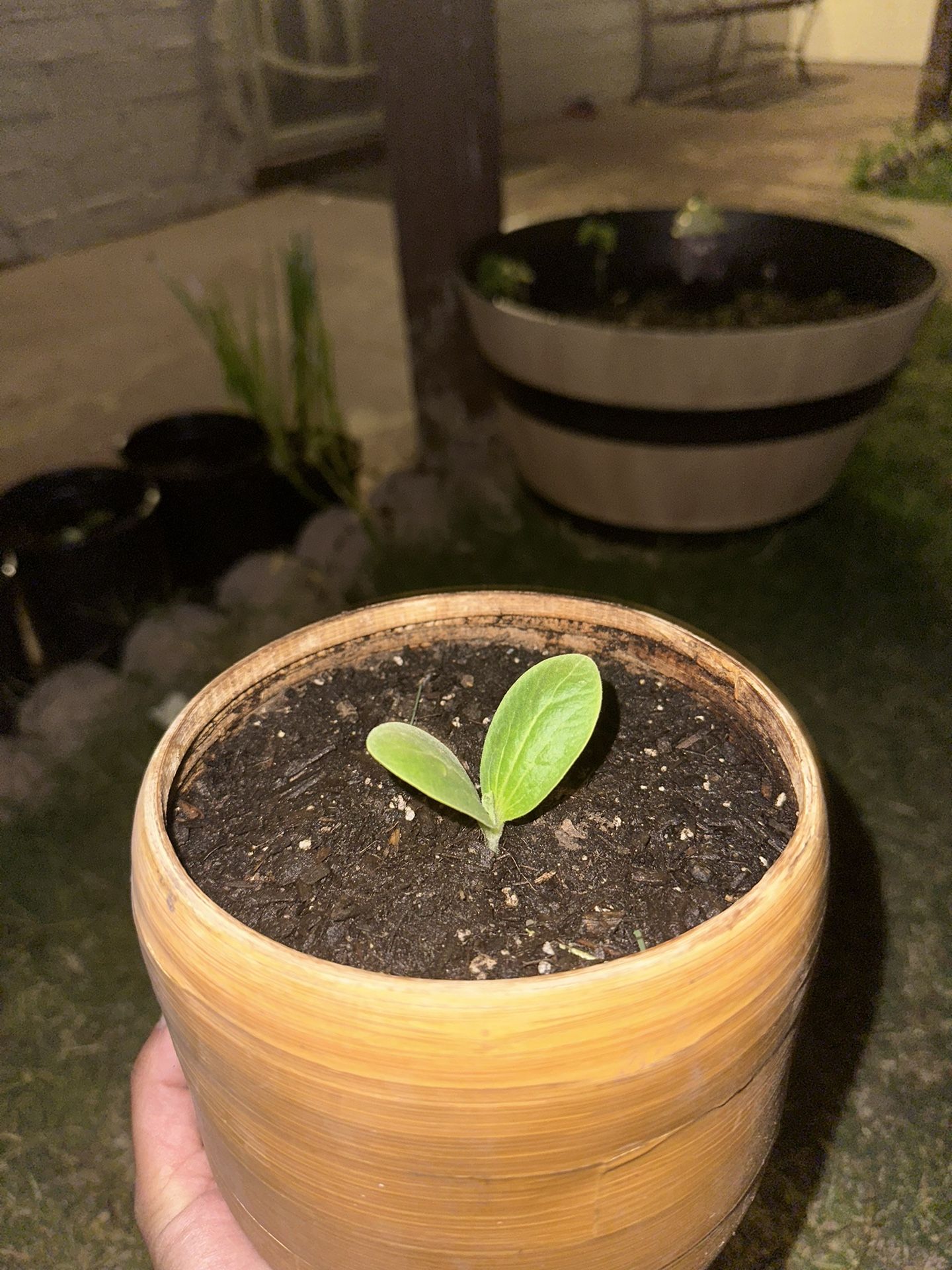 Pumpkin Plant In Bamboo Pot