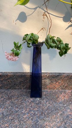 Blooming Cutting Hoya Compacta Hindu Rope