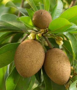 Sapodilla Trees