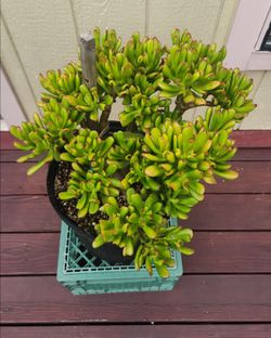 Very healthy  Gollum Jade (Crassula ovata 'Gollum') or Hobbit Jade @ 5 Gal. Nursery pot