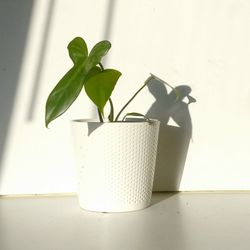 Rare Aroid Philodendron Golden Dragon Plant/ Indoor Plant/ House Plant Flower Patio Garden 