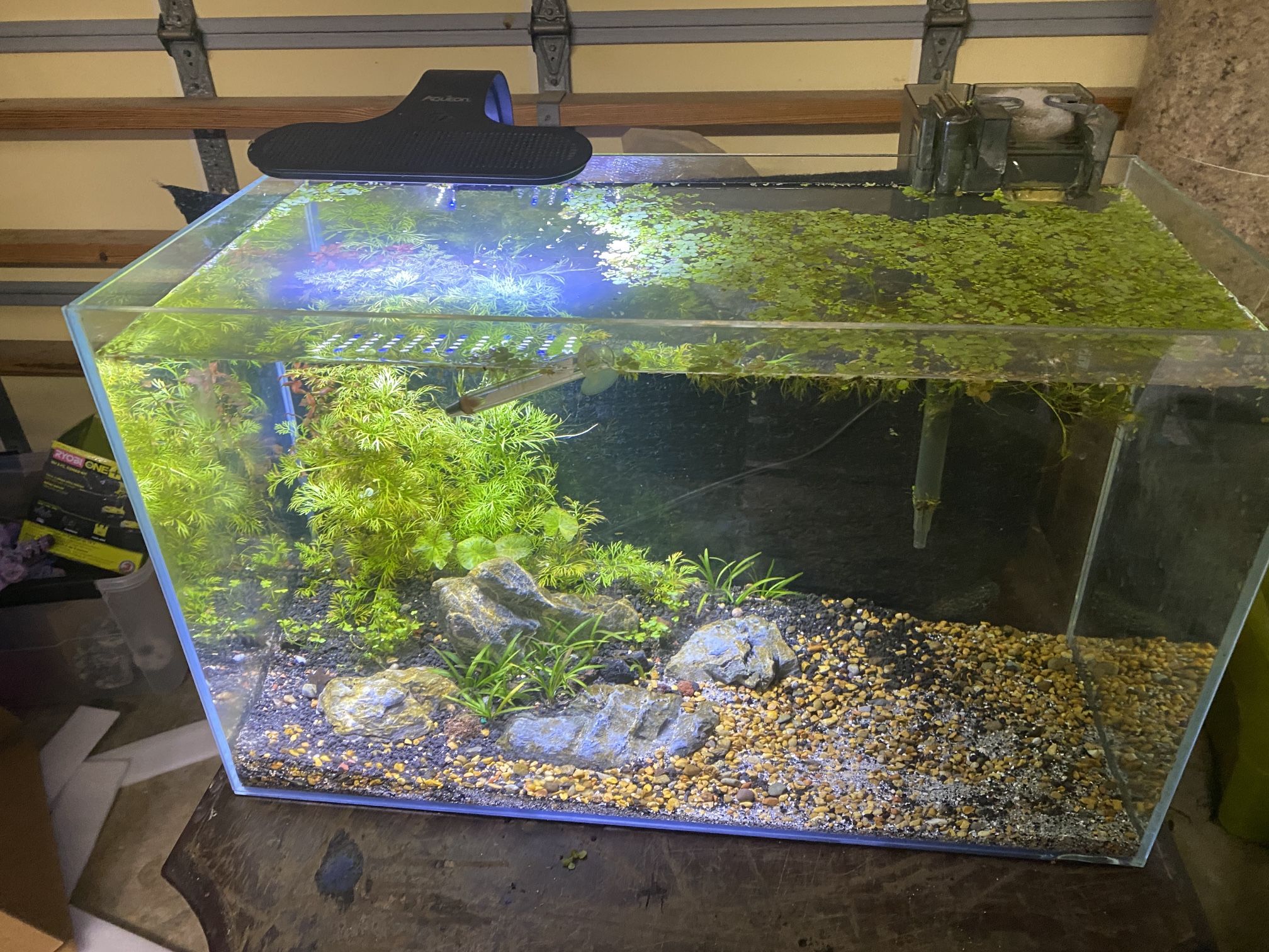 Water box 16 Gallon Aquascape Planted Aquarium Comes as pictured with Aquascape