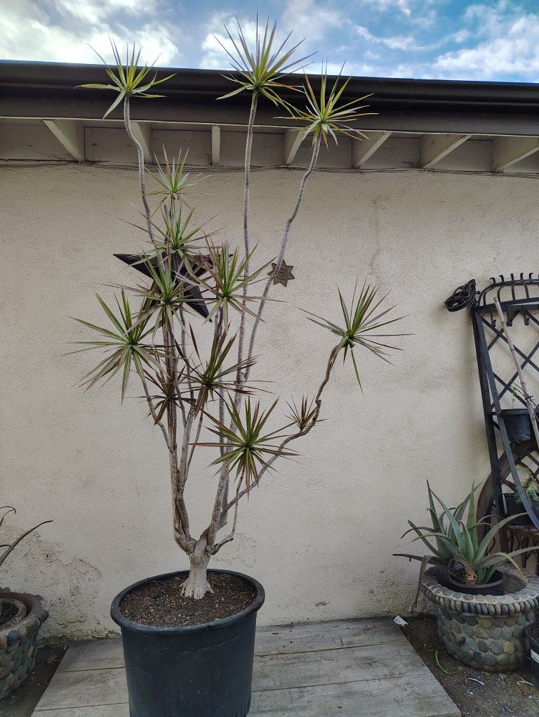 Large Dracaena Tree