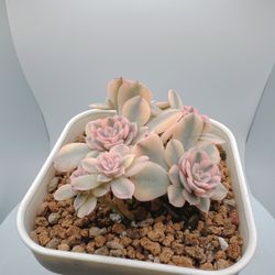 Pink Echeveria Akaihosi Variegated  