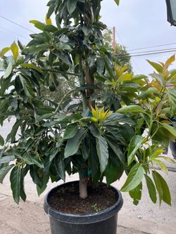 BACON AVOCADO TREE FULL OF FRUIT