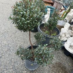 Eugenia Topiary Bonsai Tree