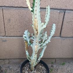 Euphorbia White Ghost 👻 