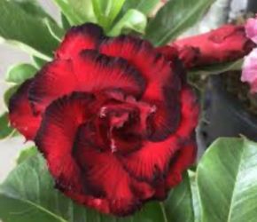Xl bonsai desert rose in one gallon pot