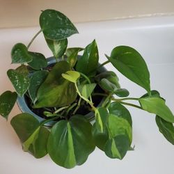 4 Different Varieties of Pothos In One New Ceramic Planter 