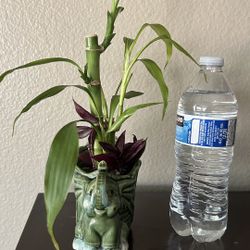 Lucky Bamboo