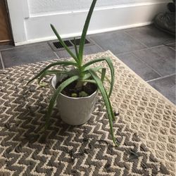 Aloe Vera Plant In White Ceramic Pot 