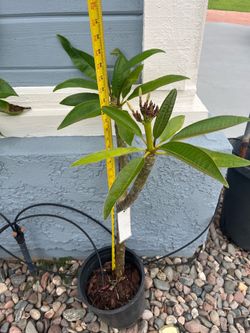 Yellow Plumeria Tree