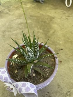 Zebra Plant 