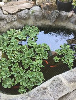 Water Lettuce - FREE