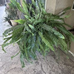 Boston Fern