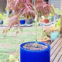 Live outdoor Japanese Maple Crimson Queen Laceleaf tree plant in a textured Le Beau ceramic planter pot—firm price