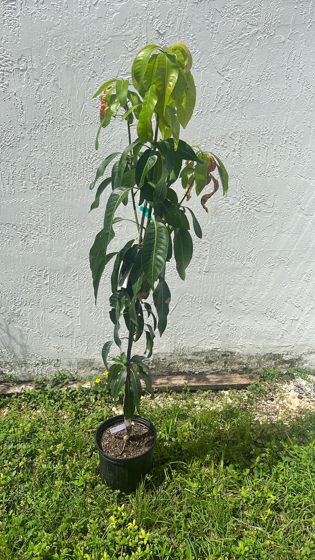 Mango Tree For Sale,New Products : American Fashion Style Bags On Sale