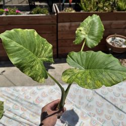 Alocasia Gageana Aurea Cutting