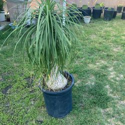 Elephant Feet Plant