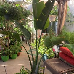 Giant Bird Of Paridise 5'6 Tall With Pot And Plants Around