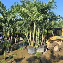 Christmas palms  over 8 feet tall Instant decoration single double triple