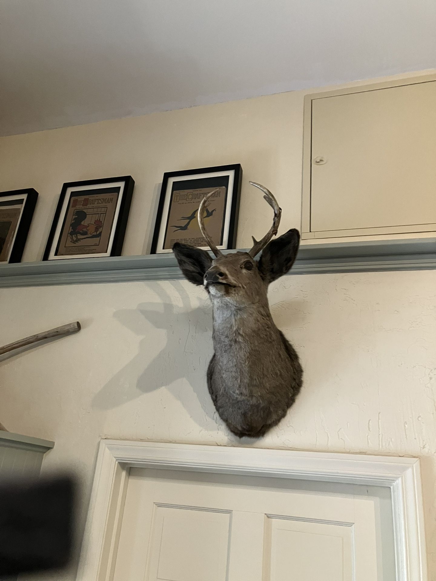 Deer Head Taxidermy