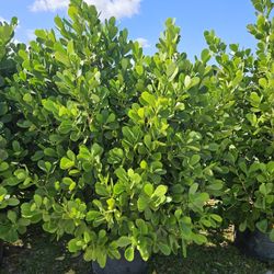 huge clusias Over 7 feet tall Over 5 feet wide Instant Privacy Hedge For Fence 