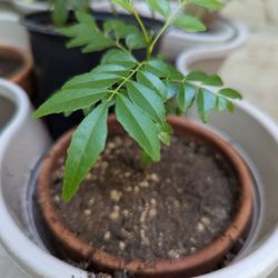 Curry Leaves Plant 6” Tall