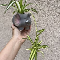 Beautiful Variegated Spider Plant With Cute Pot