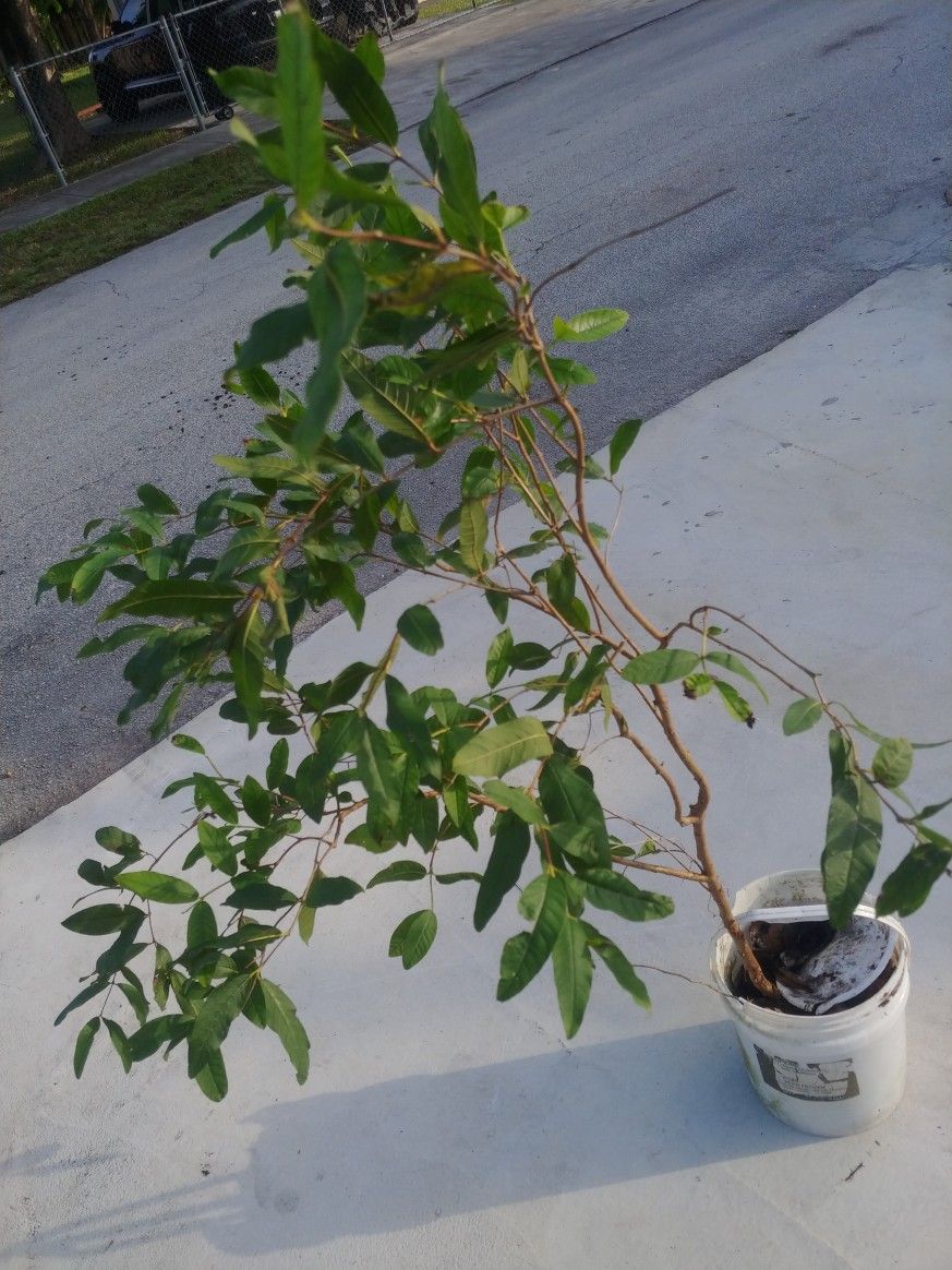 6 Foot Guava Tree