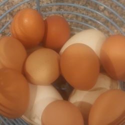 Fresh Eggs $7 A Dozen 