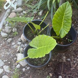 Elephant ear plants (Alocasia)