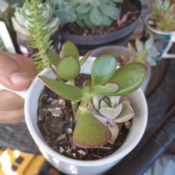 Plants