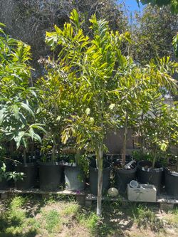 Foxtails Palm tree