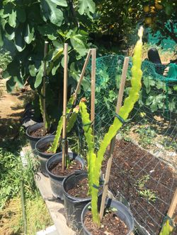 Red Pitaya Dragón fruit 