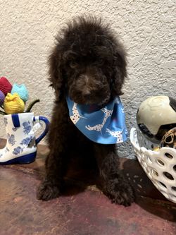 Pet supplies