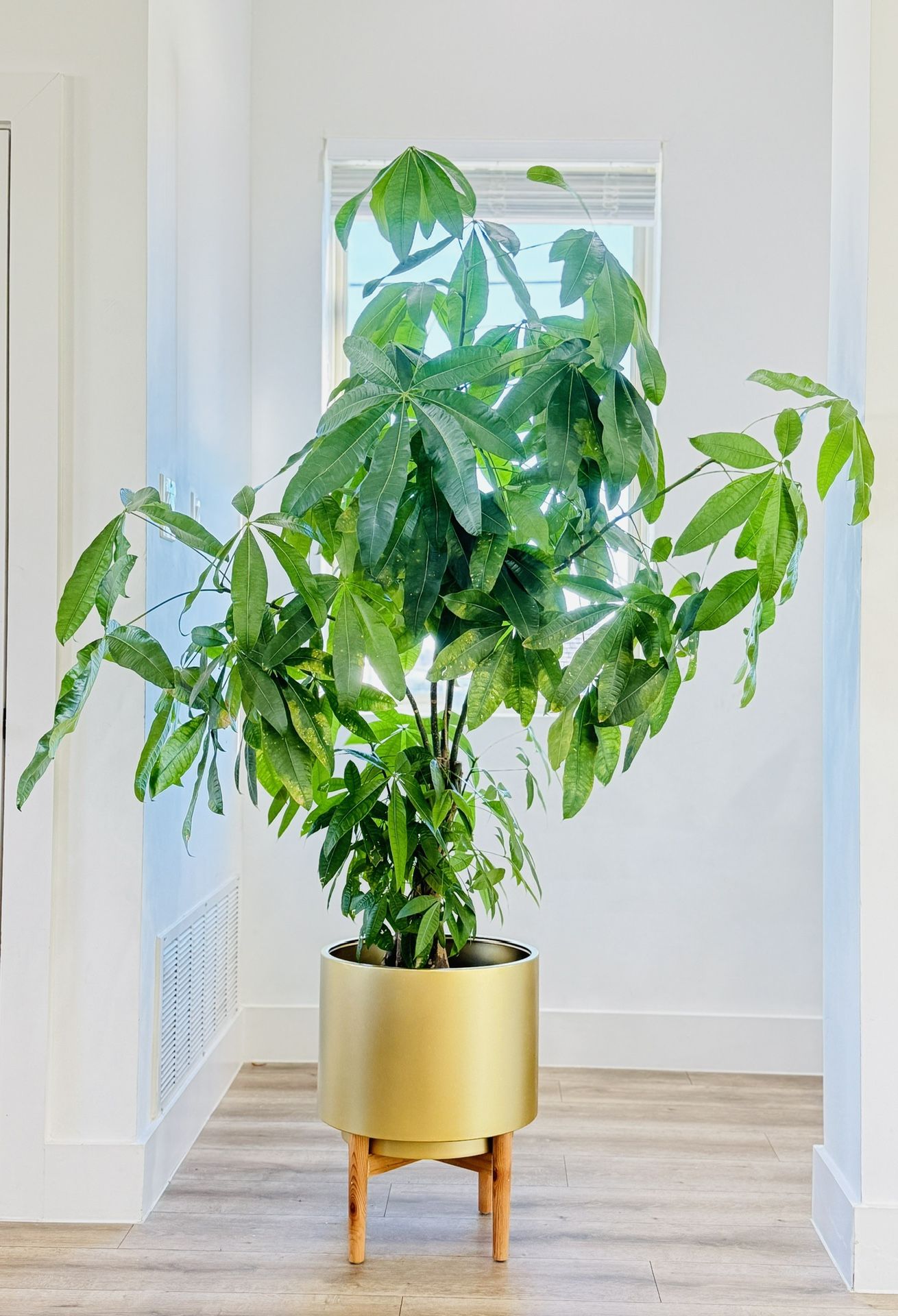 Abundant Money Tree And Gold Pot