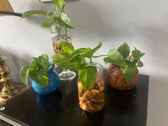 Pothos Growing in Water $5 each one.