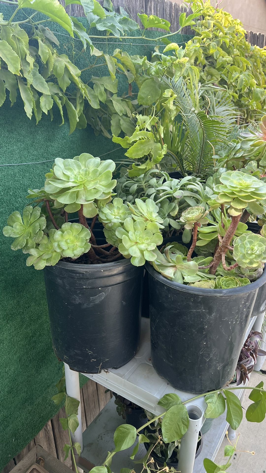 Succulents