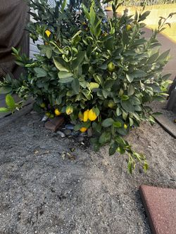 LEMONS. Fresh Off Tree, Organic