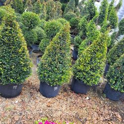 Topiaries Medium 