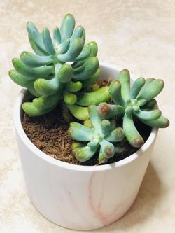 Beautiful succulent arrangement!