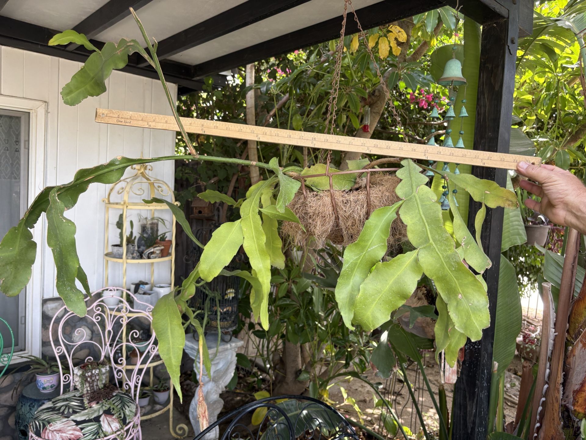 Pair Of Large 3ft + Queen Of The Night Plants In Hanging Basket Pot