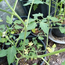 Large flowering heirloom Florida tomato Plant