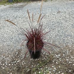 Red Fountain Grass