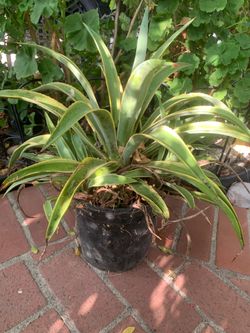 Maguey