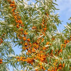 sea buckthorn Plant- Облипиха 