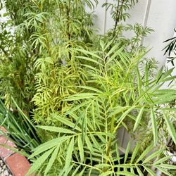 Huacatay Plant (black Mint)